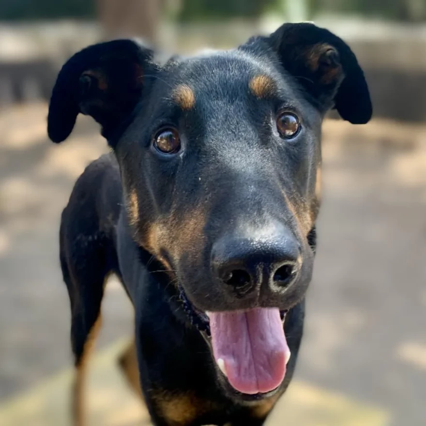 "Suna" is one of the dogs up for adoption at the Santa Barbara Human Society Shelter in Goleta